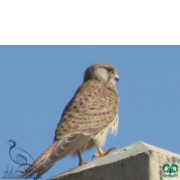 گونه دلیجه Common Kestrel